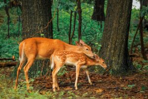 protecting