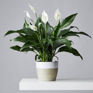 Peace Lilly