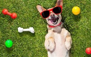 Pets can help us heal 