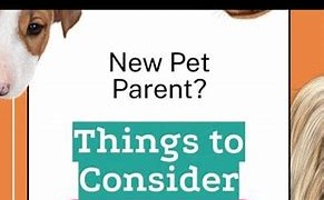 Pets can help us heal 
