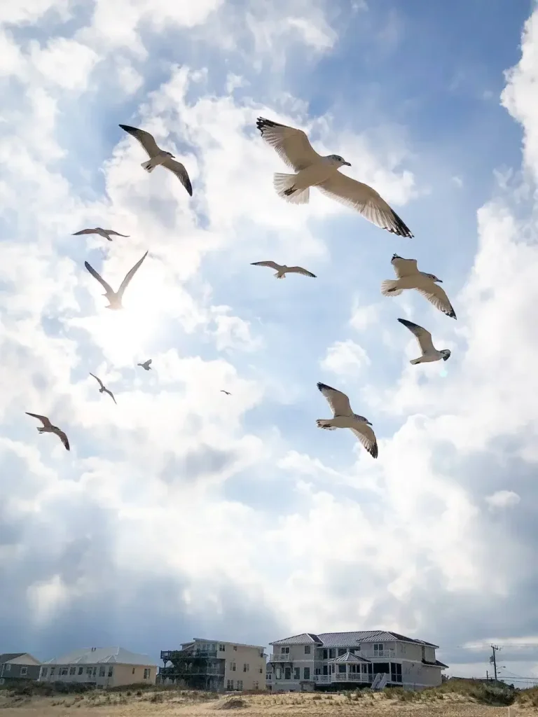 Now I know why caged birds sing | The Times of India